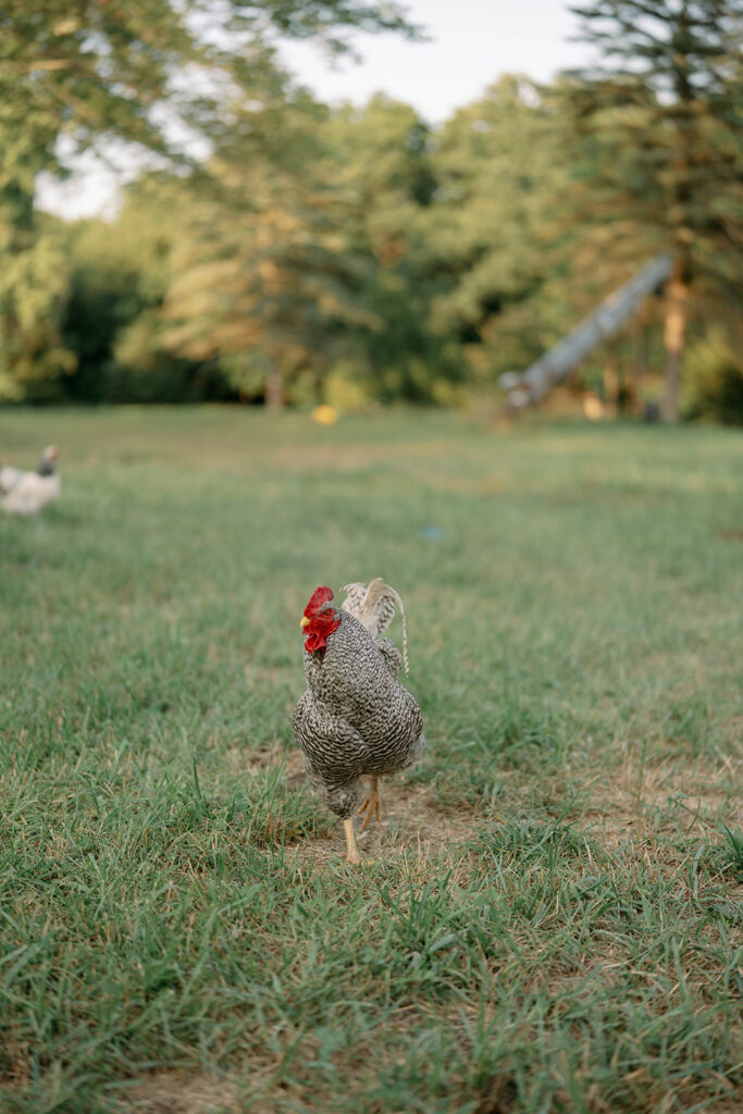 Rooster wandering through the farm during a candid Michigan engagement session